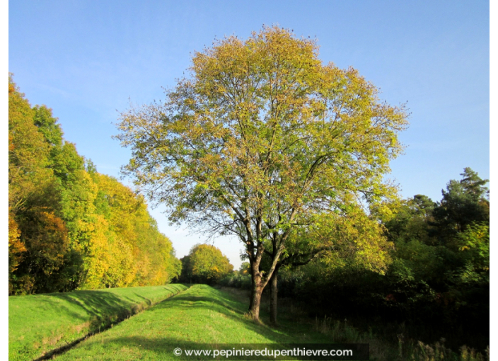 FRAXINUS excelsior