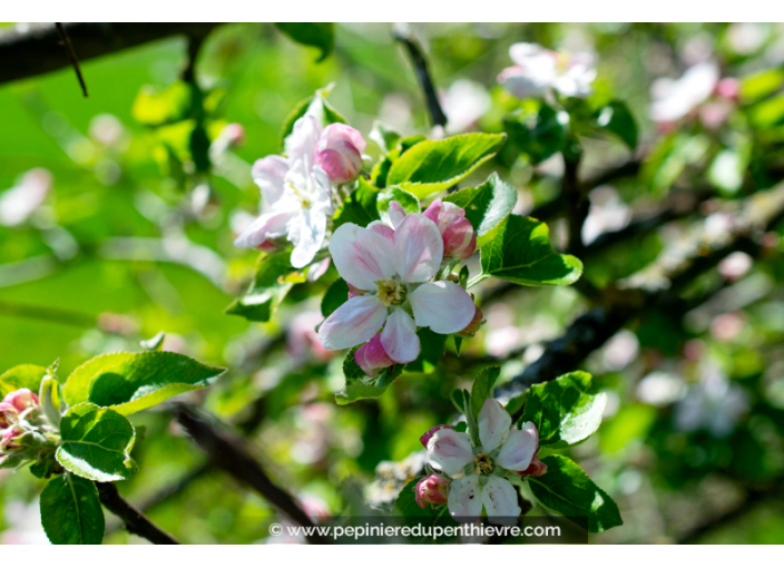 MALUS communis