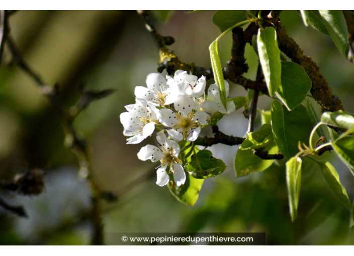 PYRUS communis