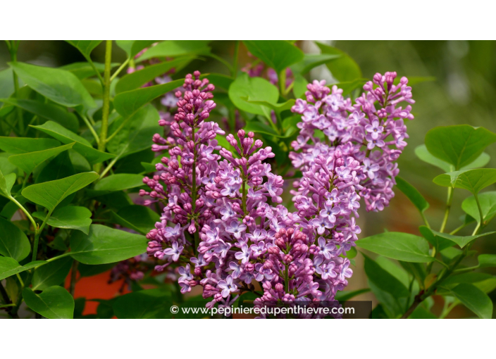 SYRINGA vulgaris