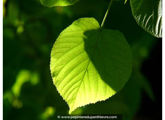 TILIA cordata