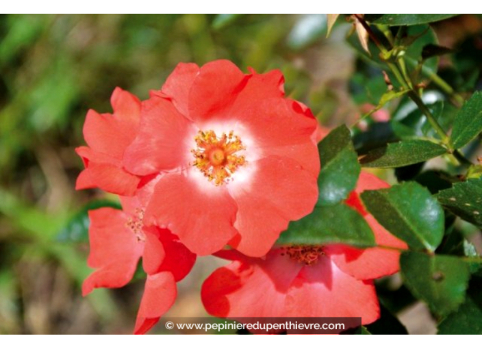 DECOROSIERS® 'Isalia'