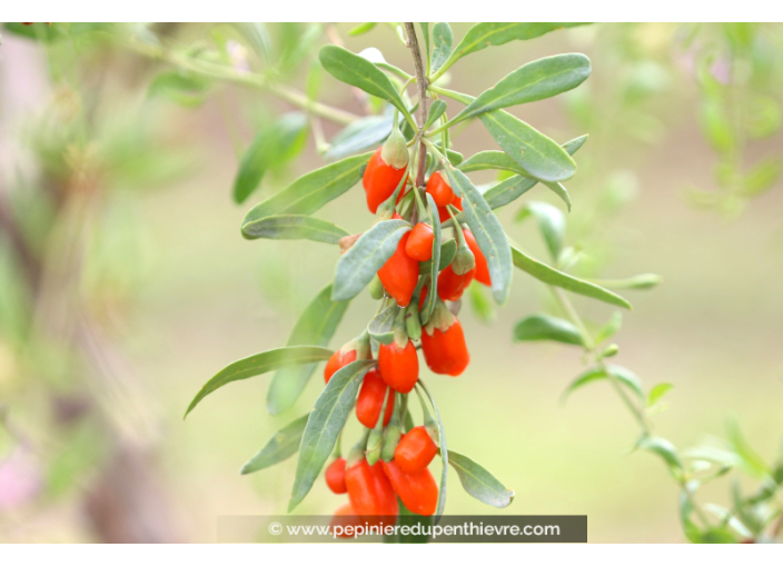 BAIES DE GOJI - LYCIUM barbarum