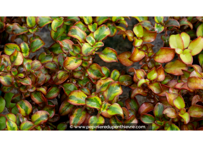 COPROSMA 'Tequila Sunrise'