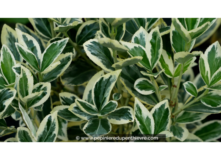 EUONYMUS japonicus 'Silver King'