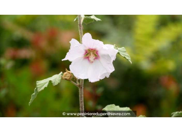 LAVATERA thuringiaca 'Barnsley'