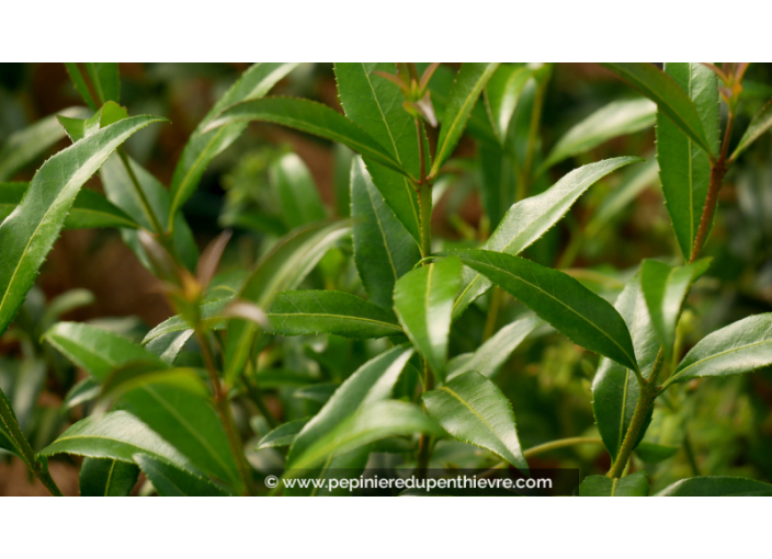 OSMANTHUS suavis