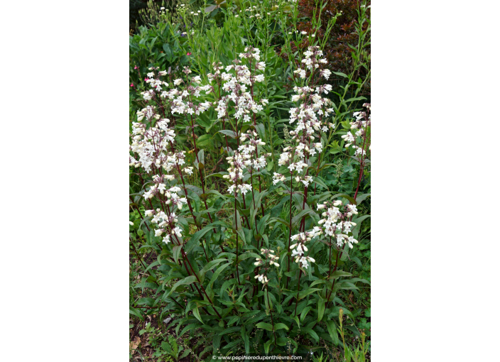 PENSTEMON digitalis 'Husker Red'