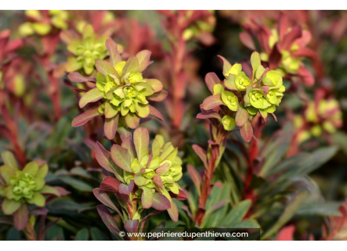 EUPHORBIA amygdaloides 'Purpurea'