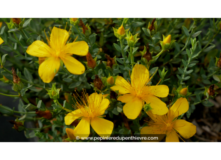 HYPERICUM olympicum