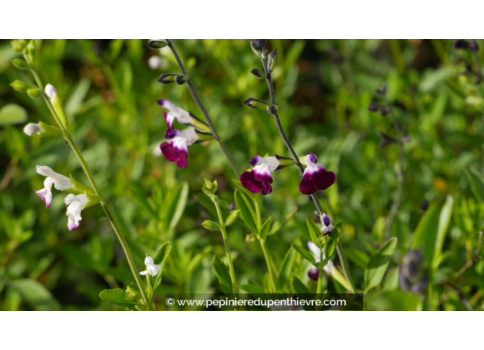 SALVIA greggii 'Amethyst Lips'