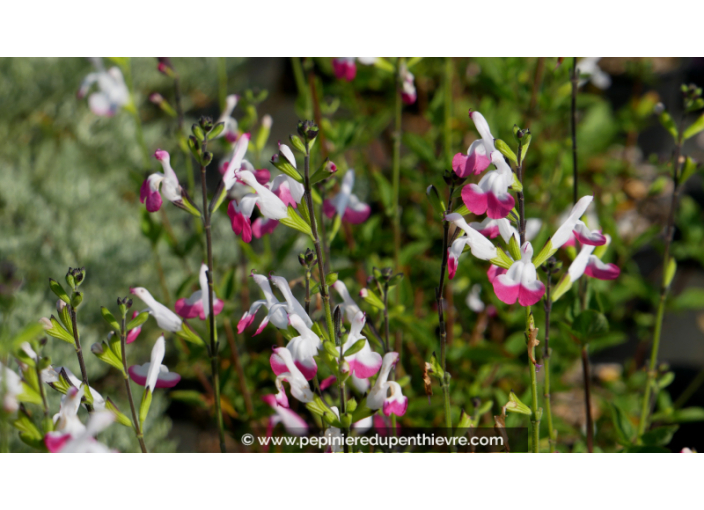 SALVIA microphylla 'Pink Lips'