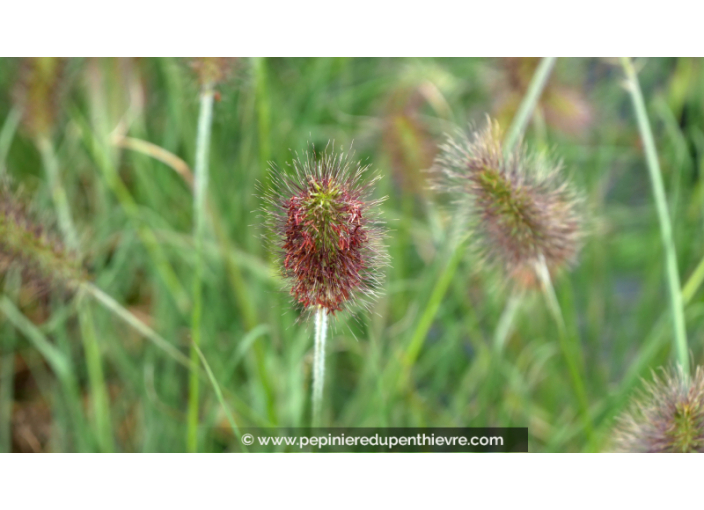 PENNISETUM alopecuroides 'Weserbergland'