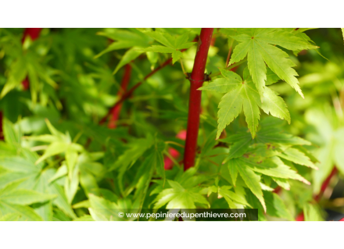 ACER palmatum 'Sango-Kaku'