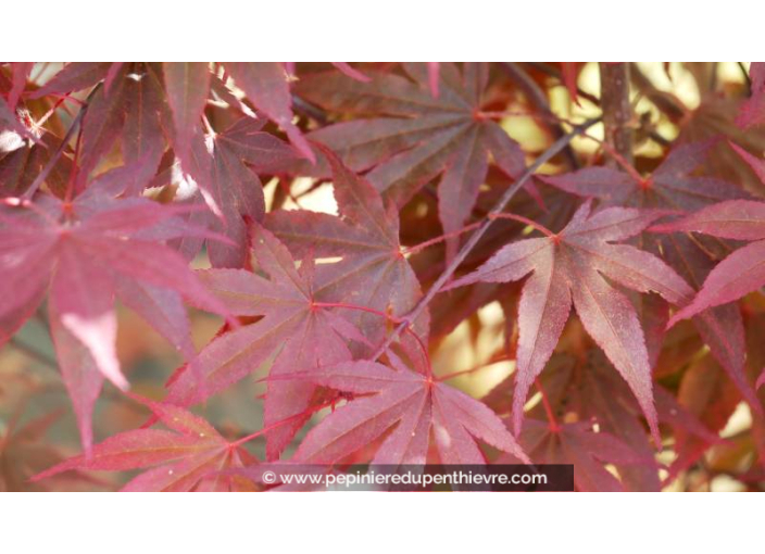 ACER palmatum 'Trompenburg'