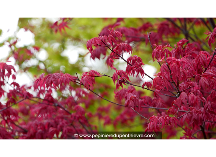 ACER palmatum 'Deshojo'