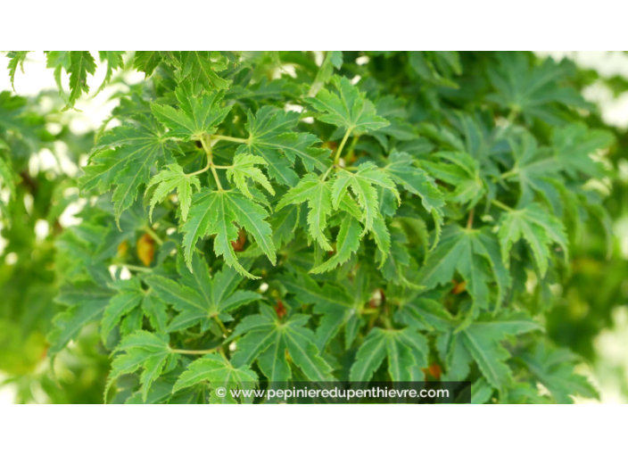 ACER palmatum 'Shishigashira'