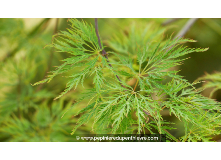 ACER palmatum 'Shinonome'