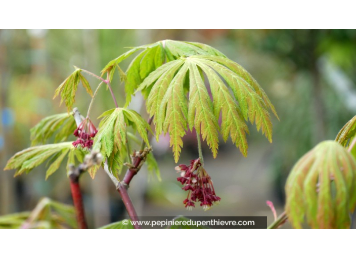 ACER japonicum 'Aconitifolium'