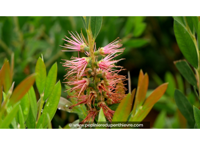 CALLISTEMON viminalis 'Inferno'