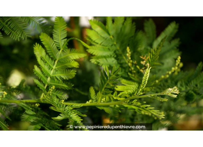 ACACIA baileyana