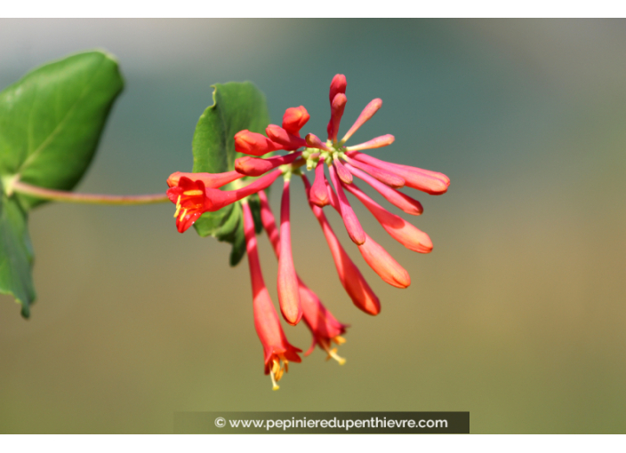 LONICERA 'Dropmore Scarlet'