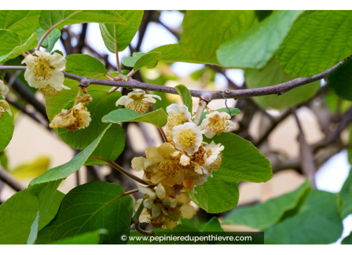 KIWI - ACTINIDIA chinensis (mâle)