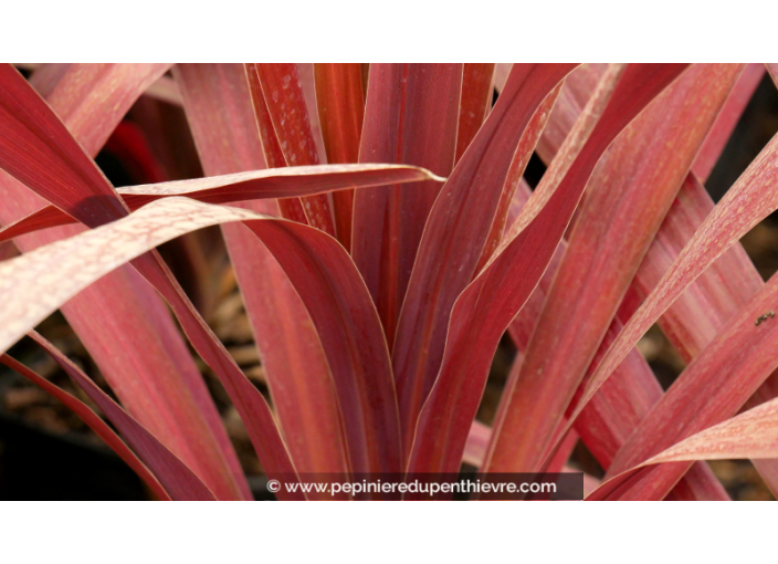 CORDYLINE obtecta 'Superstar'®