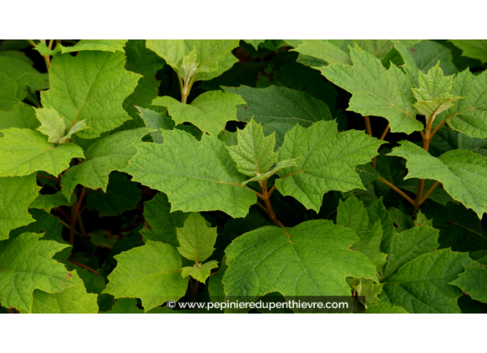 HYDRANGEA quercifolia 'Alice'