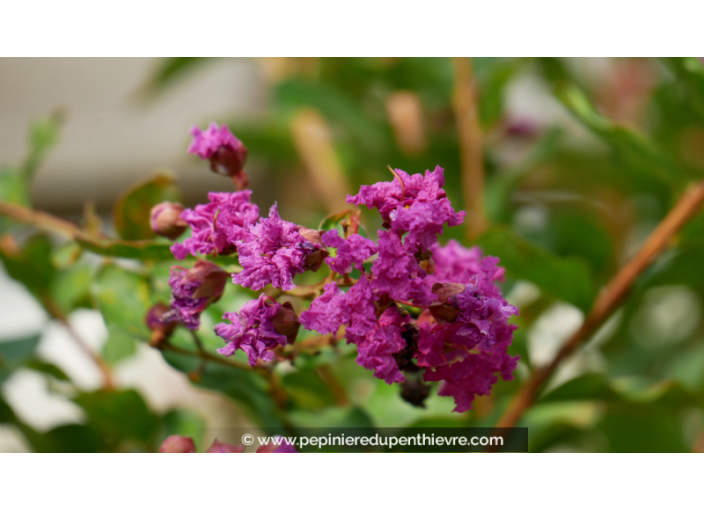 LAGERSTROEMIA indica 'Violet d'été'