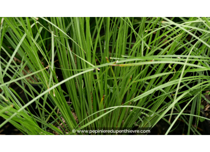 LOMANDRA longifolia 'Tanika'