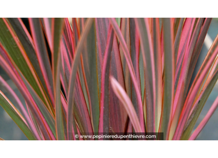 PHORMIUM 'Rainbow Queen'