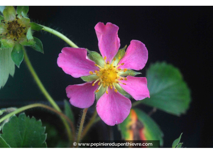 FRAGARIA 'Pink Panda'