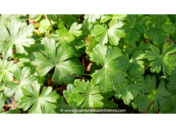 GERANIUM macrorrhizum 'Bevan's Variety'