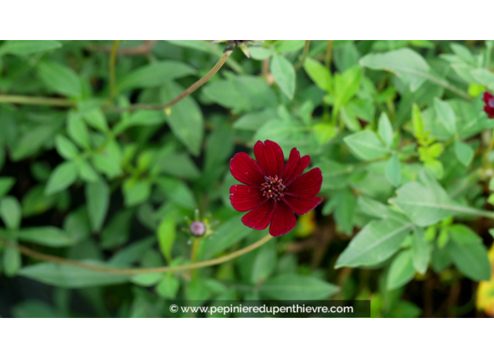 COSMOS atrosanguineus