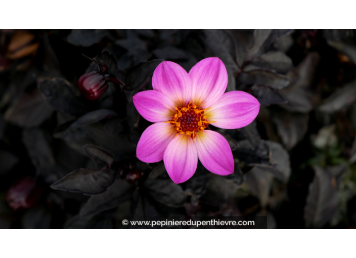 DAHLIA 'Happy Days Pink'