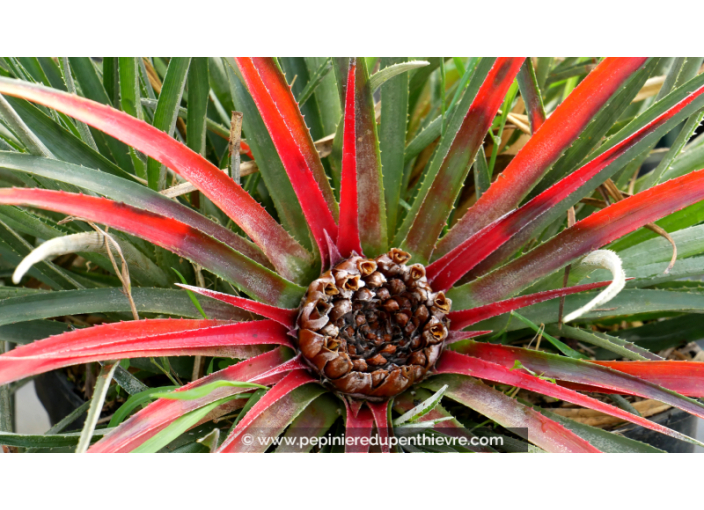 FASCICULARIA bicolor