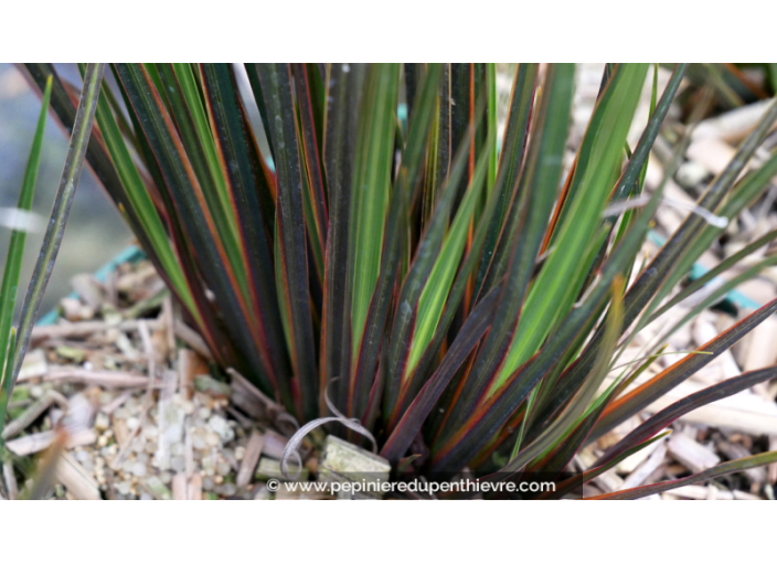 LIBERTIA ixioides 'Taupo Sunset'