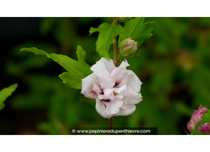 HIBISCUS syriacus FRENCHE CABARET® 'Pastel'