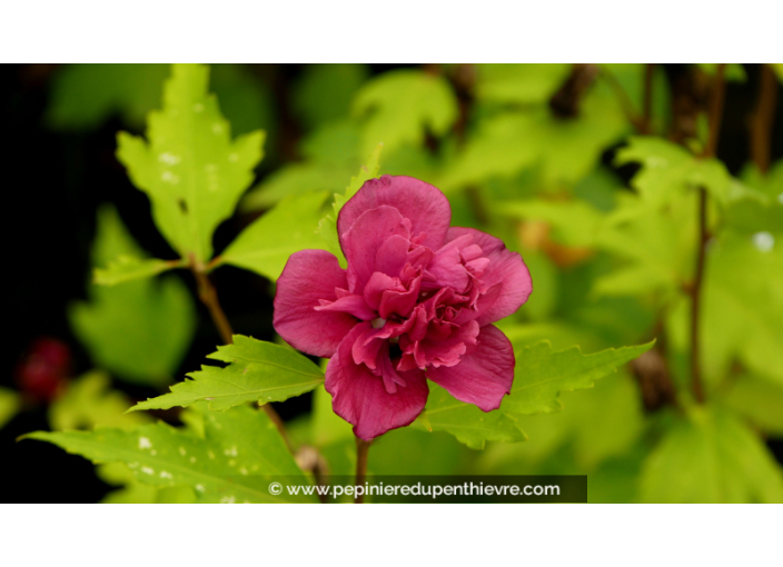 HIBISCUS syriacus FRENCH CABARET® 'Red'