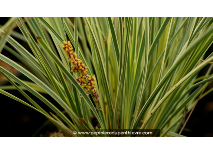 LOMANDRA longifolia 'White Sands'