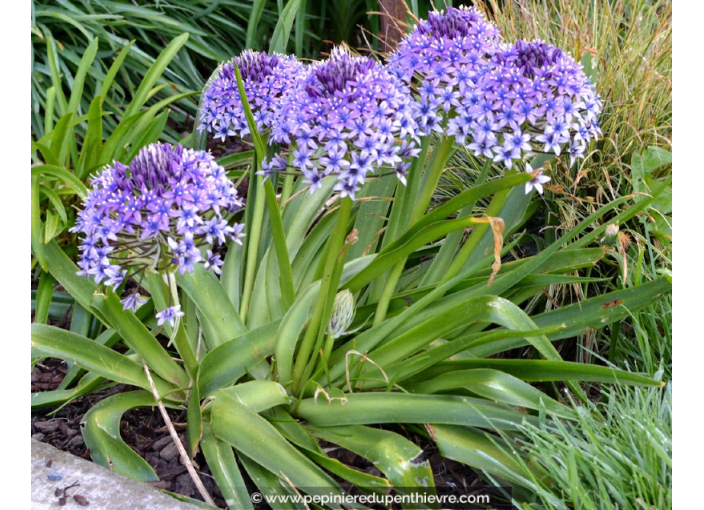 SCILLA peruviana