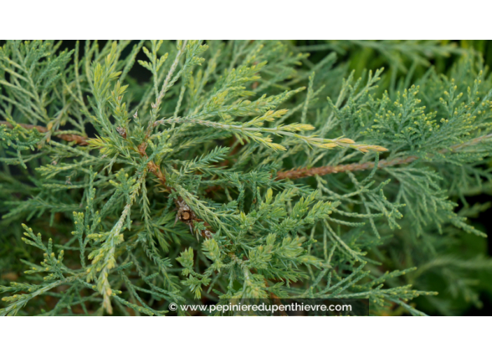 JUNIPERUS virginiana 'Hetzii'