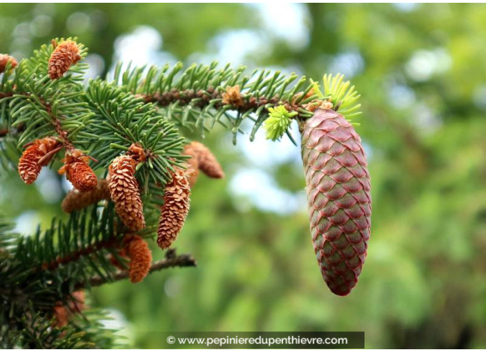 PICEA abies