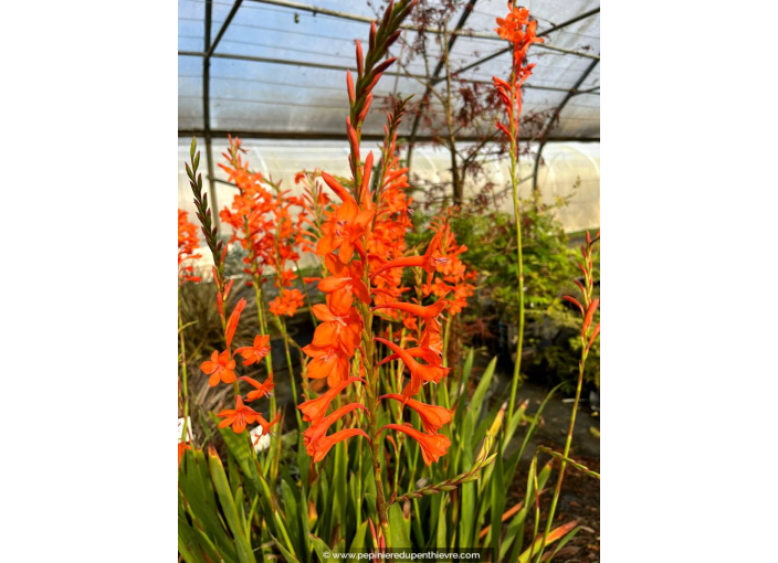 WATSONIA zeyheri