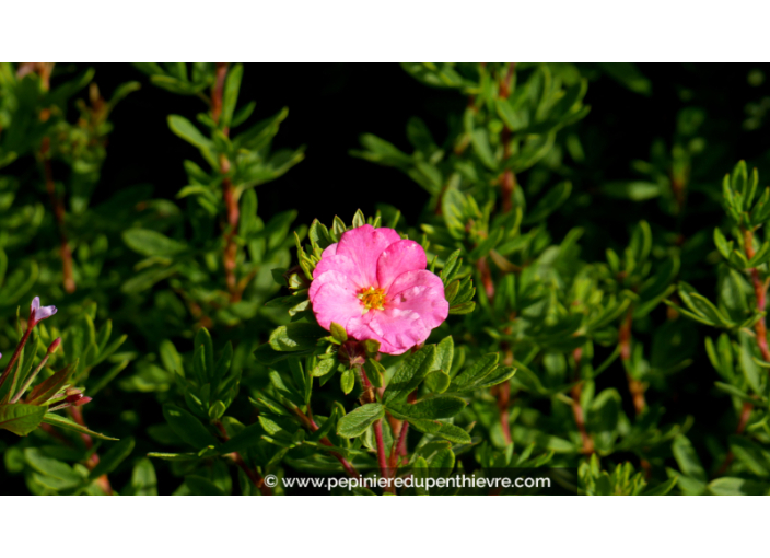 POTENTILLA fruticosa DOUBLE PUNCH® 'Pink'