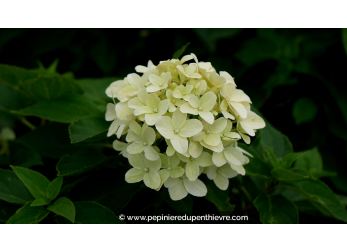 HYDRANGEA paniculata 'Little Spooky'