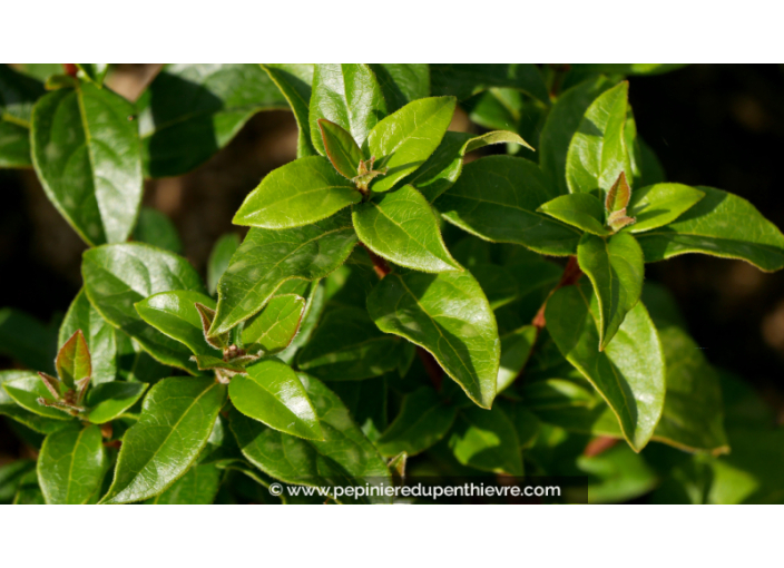 VIBURNUM tinus 'Quimper'