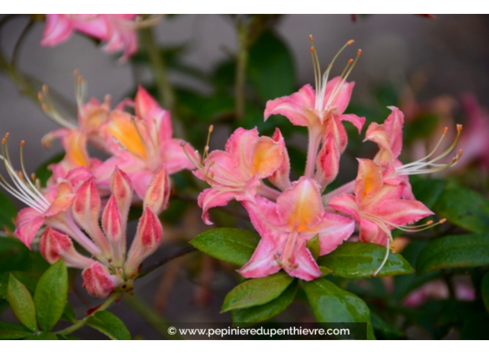 AZALEA mollis 'Bouquet de Flore'