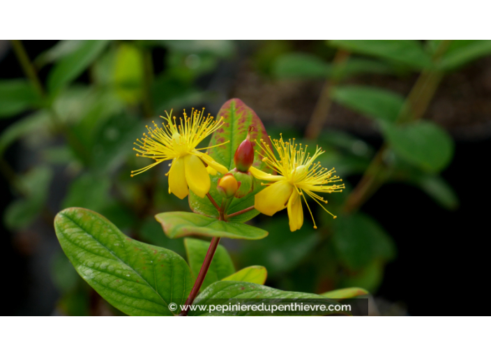 HYPERICUM inodorum MAGICAL© 'Beauty'